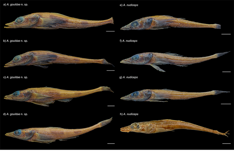 New Antarctic Dragonfish Species Discovered