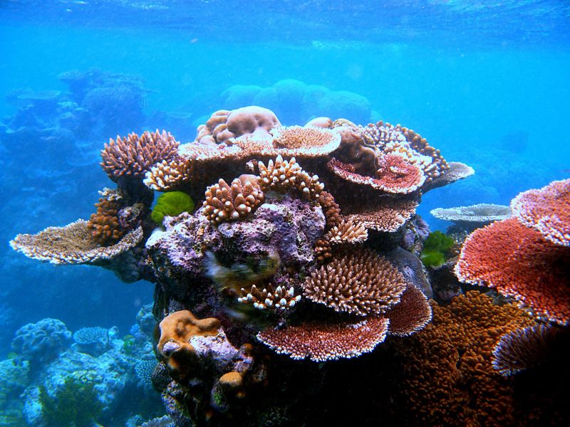 Water temperature at Australia’s Great Barrier Reef reaches hottest in 400 years