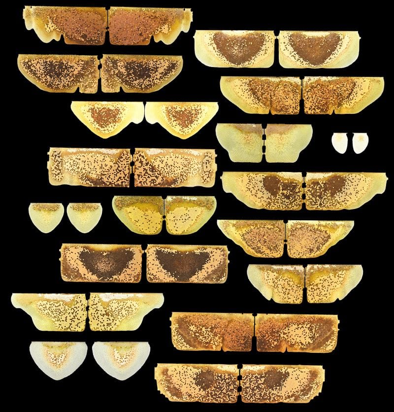 Creating a buzz about bee nest symmetry