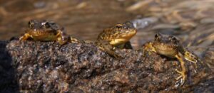 Combatting a deadly disease and conserving a landscape one frog at a time