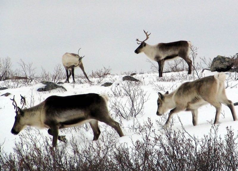 Migration memory: How caribou adapt to changing winter conditions